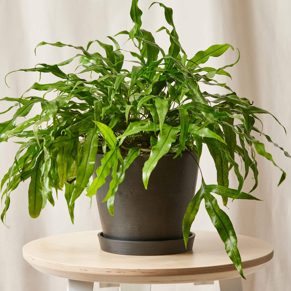 Kangaroo Fern